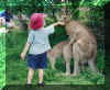 Kangaroo2.jpg